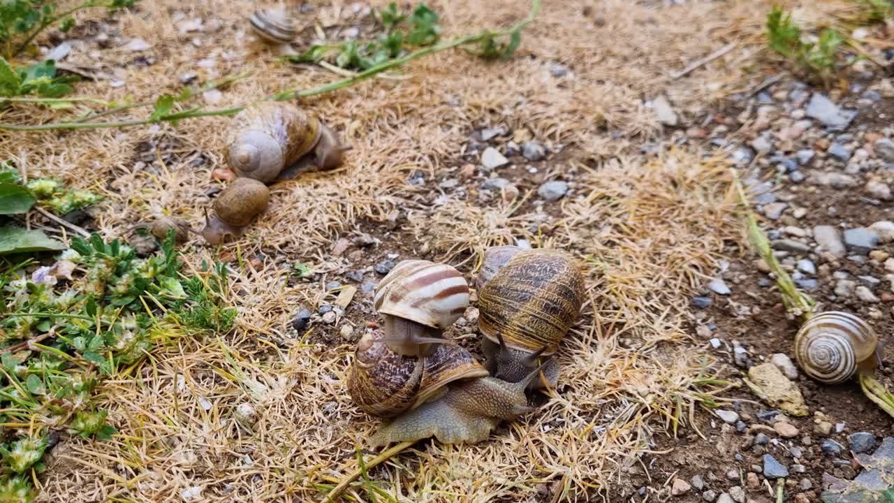 Close up of chocolate band snails Eobania vermiculata in different colors sitting together and on each other, filmed in Djemila Algeria
