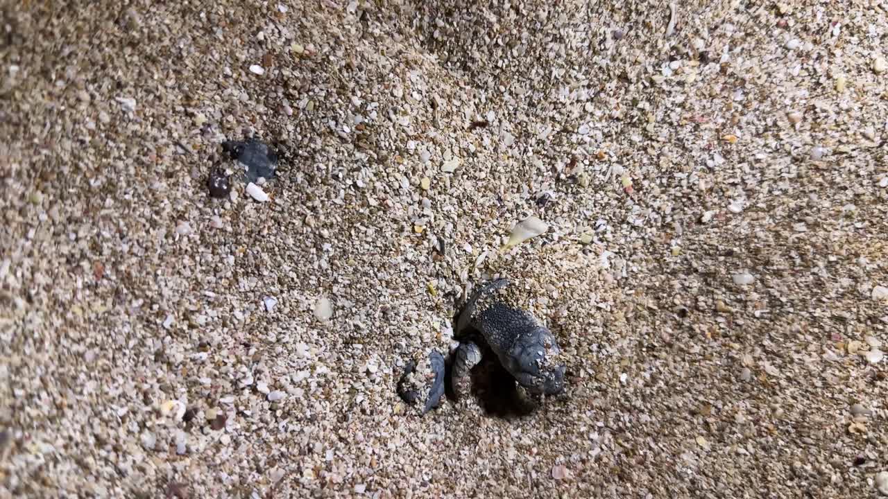 черепаха песчаный пляж приморский остров иран катар оаэ природоохранный туризм направление морская жизнь заповедник прибрежной среды обитания дикая природа защищать естественную красоту путешествия приключения спокойный пейзаж окружающей среды