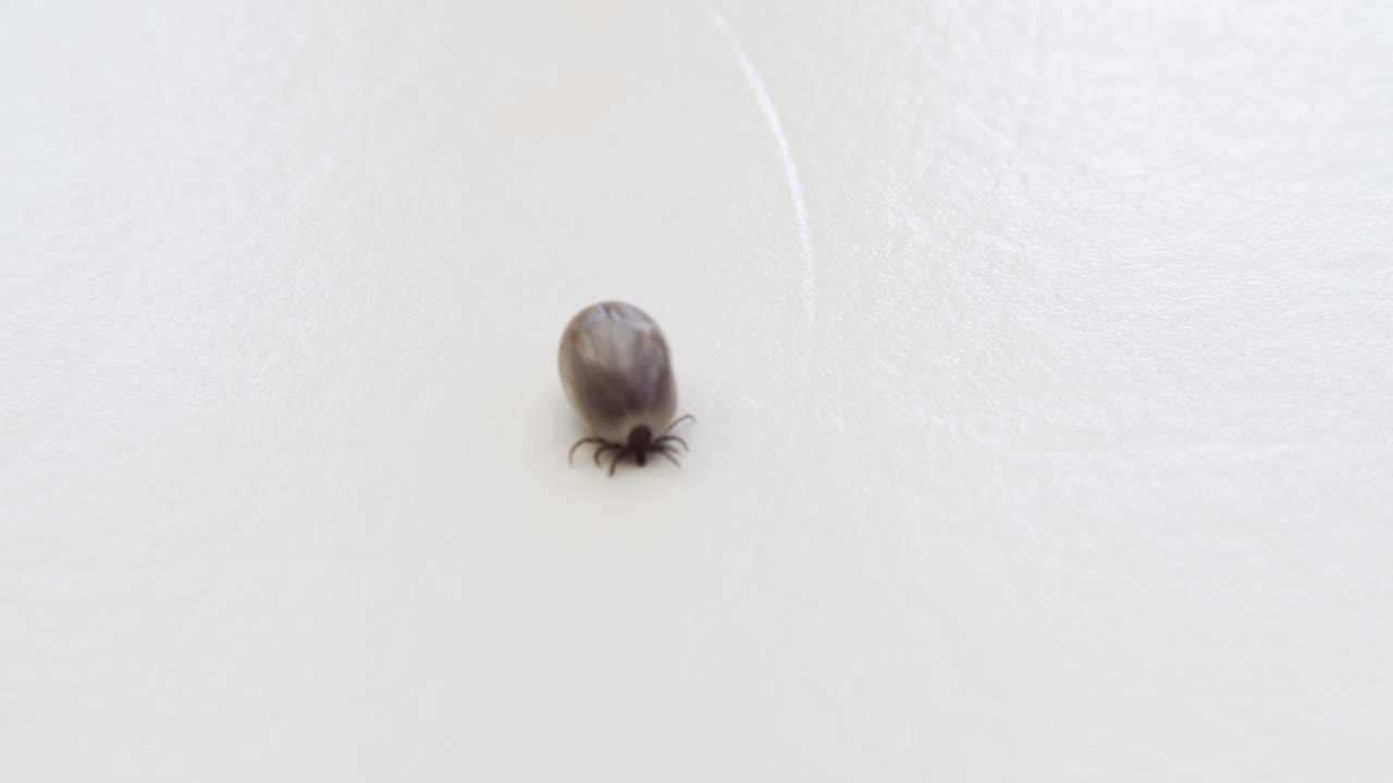 garrapata grande y completa que se arrastra hacia la cámara