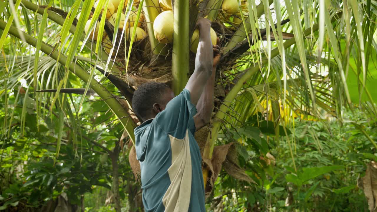 hombre negro africano cosechando un coco de la palmera con la intención de beber el agua evitando la deshidratación en el calor de áfrica
