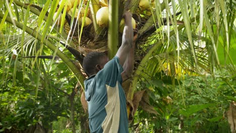 Schwarzer-Afrikanischer-Mann-Erntet-Eine-Kokosnuss-Von-Der-Palme-Mit-Der-Absicht,-Das-Wasser-Zu-Trinken,-Um-Dehydrierung-In-Der-Hitze-Afrikas-Zu-Vermeiden