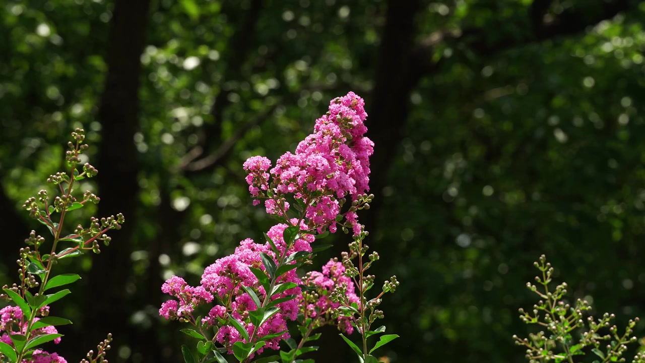 Vibrant Pink Crape Myrtle Flowers Against a Dark Blurred Forest Background (4K)