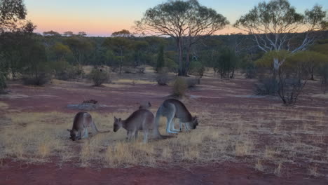 kangaroos grazing in the australian outback