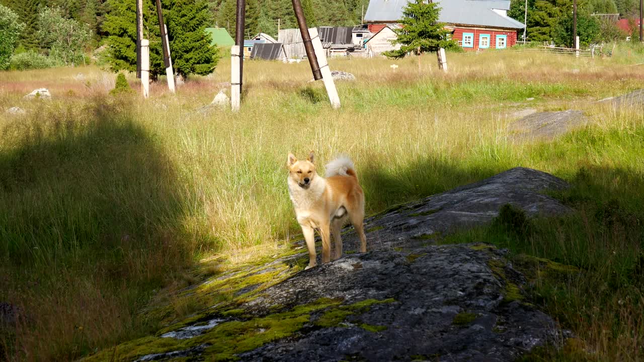 길거리 개가 카메라를 향해 공격적으로 으며 얼굴을 4k까지 들어 올립니다.