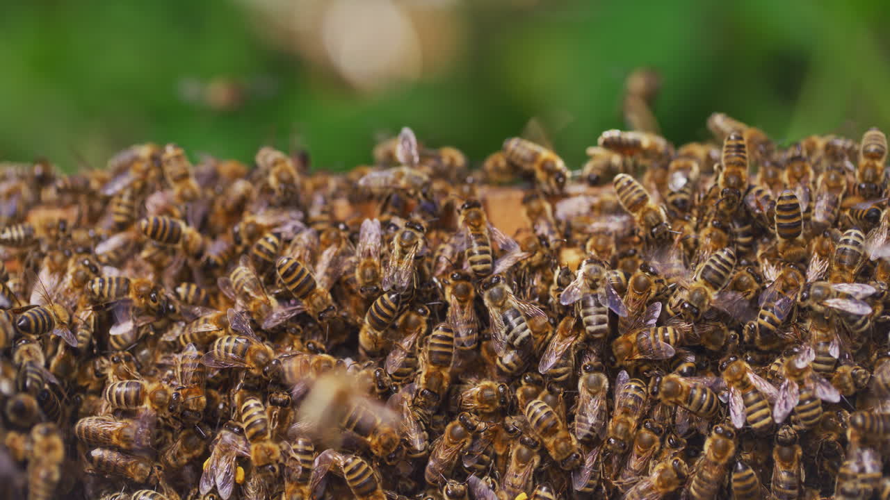vista de las abejas que trabajan en la colmena