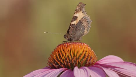 One-Small-Tortoiseshell-Butterfly-Feeds-On-Echinacea-Purpurea