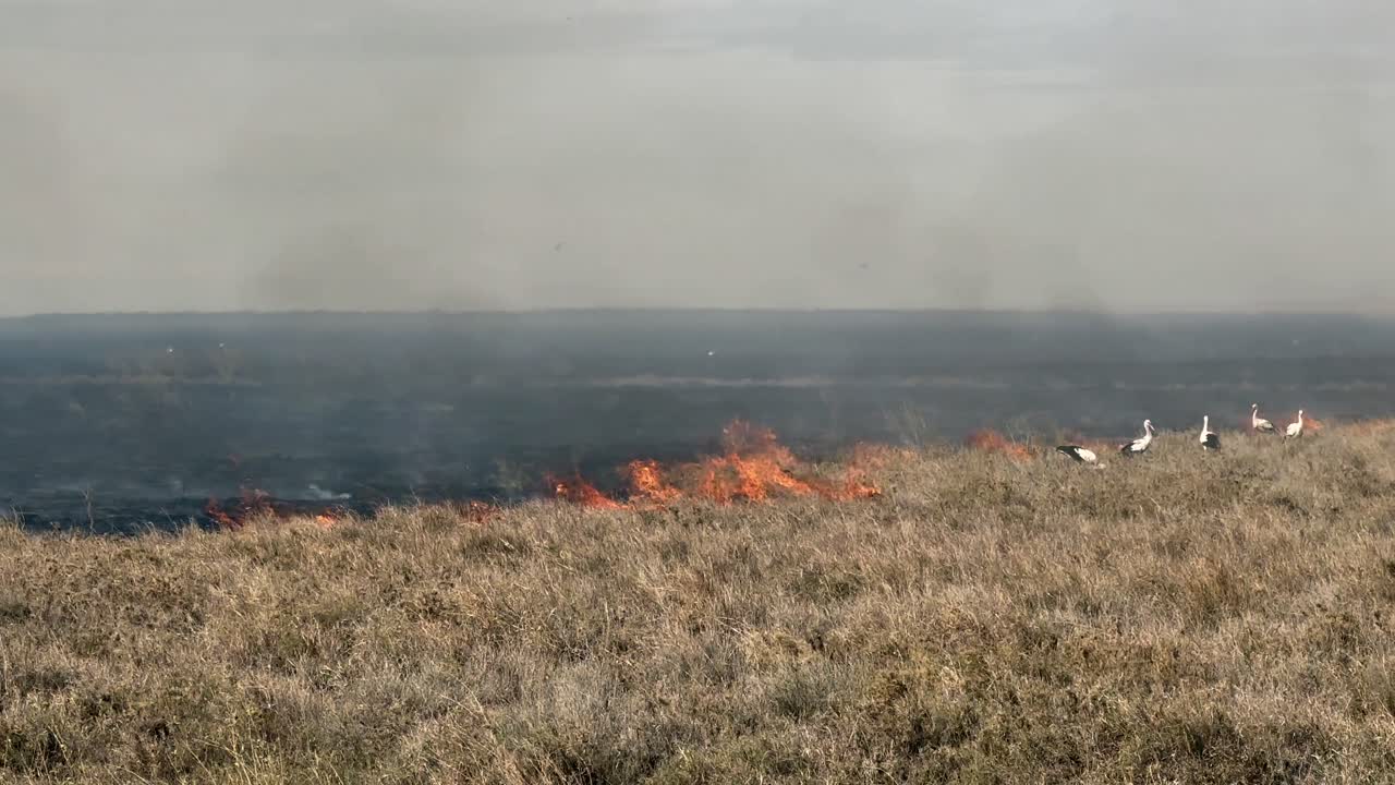 Vista panoramica a destra di cicogne bianche (Ciconia ciconia) che catturano insetti e piccoli animali in fuga dalle fiamme durante un incendio nella savana. Parco nazionale del Serengeti. Tanzania