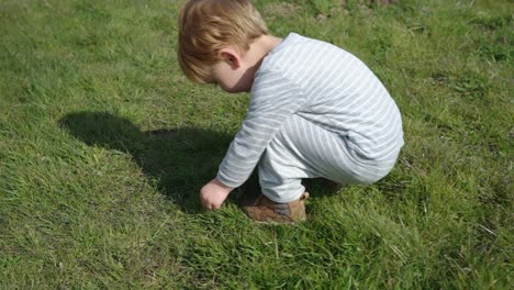 Toddler-boy-walks-in-field-picks-yellow-flowers,-sunny-day,-side-angle