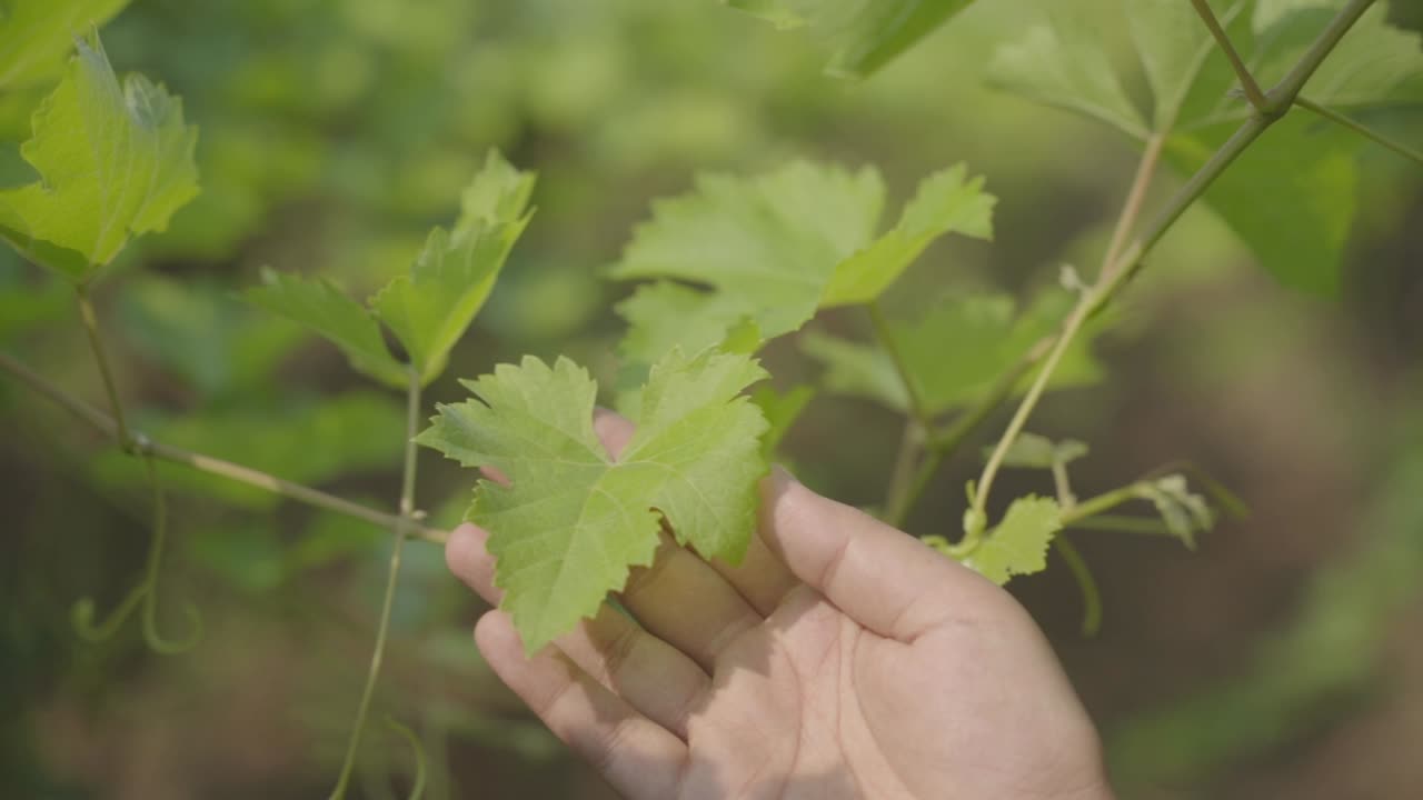 agricultor con hojas de uva jóvenes en el viñedo