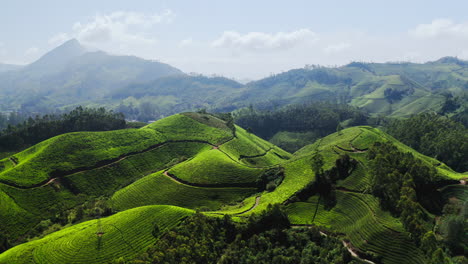 breathtaking tea plantation landscape in the mountains