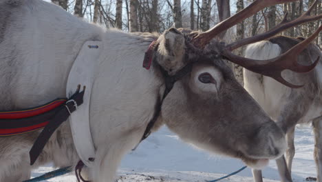 profile view of reindeer head in winter snowy sunny landscape slomo