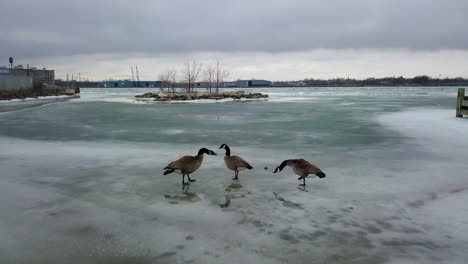 Three-Canadian-Geese-waddle-along-the-frozen-icy-shoreline-of-the-Detroit-River-in-Windsor,-Ontario