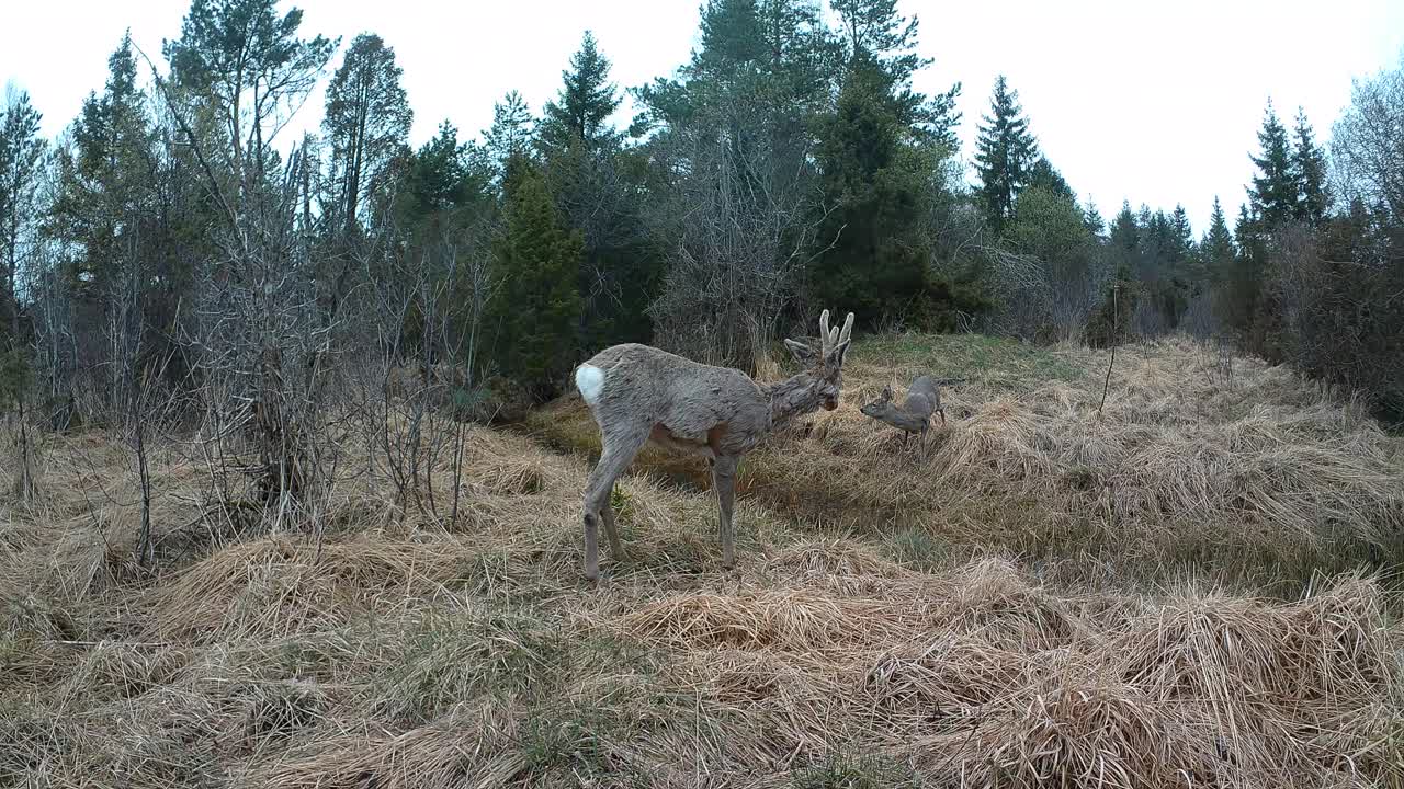 Roe deer (Capreolus capreolus) courtship ritual in spring. Saaremaa, Estonia.