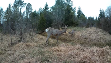 roe deer (capreolus capreolus) courtship ritual in spring. saaremaa, estonia.