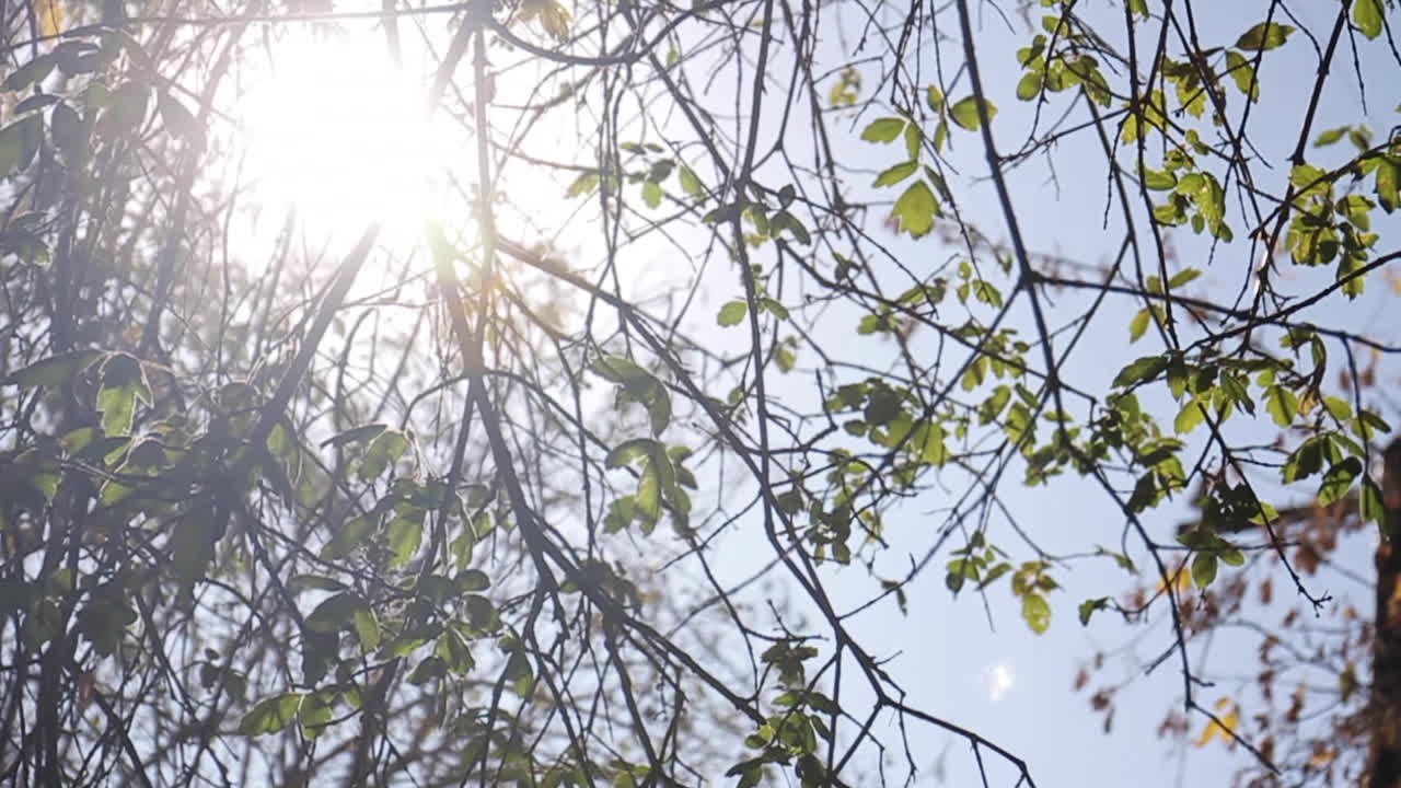 나무 를 통과 하는 빛