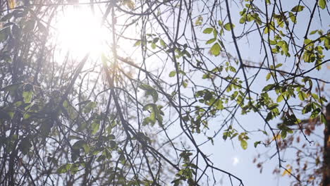 la luz del sol filtrándose a través de los árboles