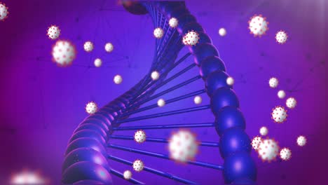 Covid-19-cells-floating-over-dna-structure-and-network-of-connections-against-purple-background