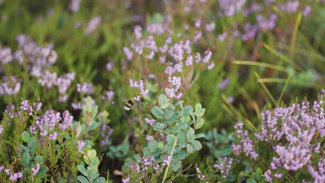 un primer plano del abejorro recolectando néctar de las delicadas flores de brezo malva