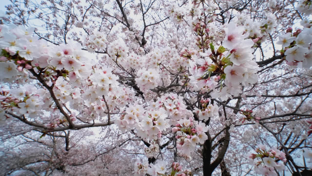 Güneşli bir günde mavi gökyüzü arka planı ile badem sakura çiçeklerinin dalları