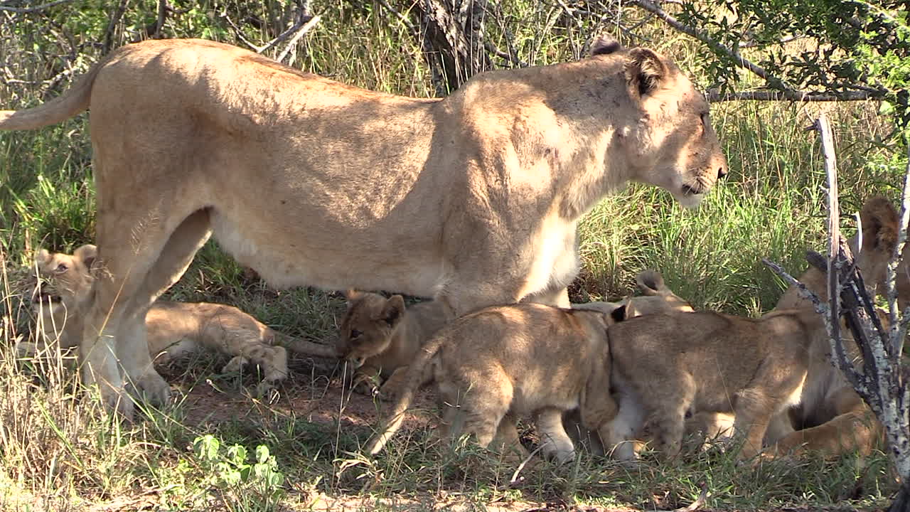 dichtbij zicht op leeuwin die op gras staat terwijl welpen rond haar benen bewegen