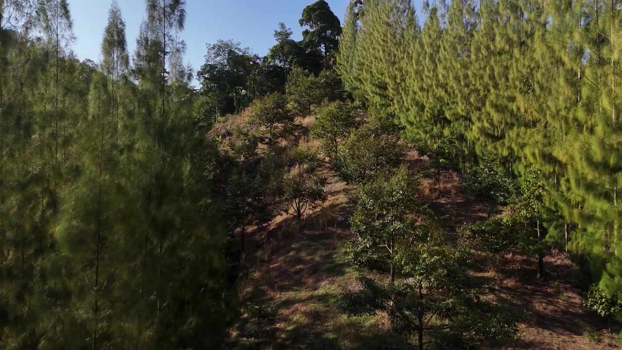 Slowmotion fly close to trees on Koh Samui, Thailand