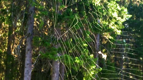 gran red de araña de jardín, inclinándose rápidamente