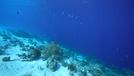 fpv style: seascape with various fish, coral, and sponge in the coral reef of the caribbean sea, curacao