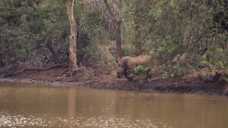 Adult-African-White-Rhino-stands-at-edge-of-mud-pond-deciding-to-drink