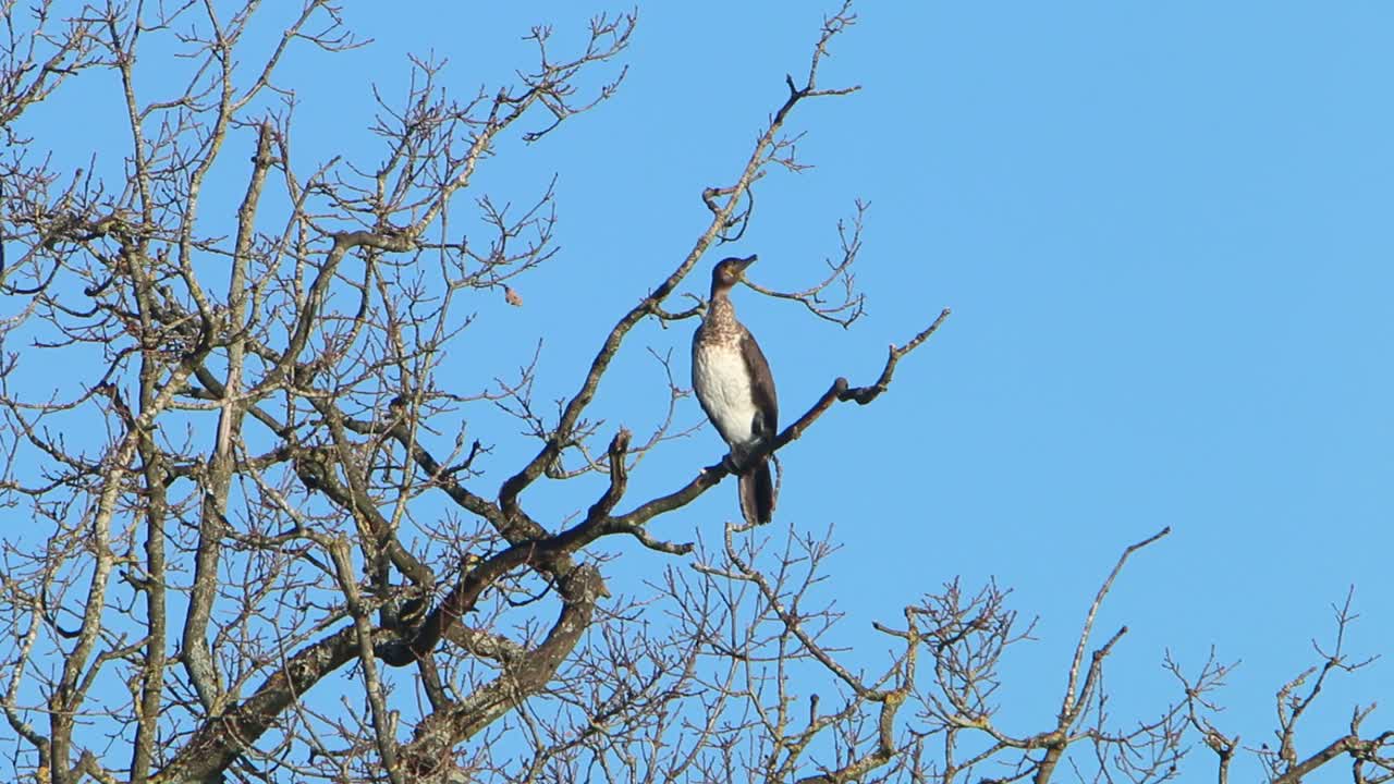 벌거벗은 나무에 앉아 있는 파라크로코라크스 카르보 (phalacrocorax carbo)