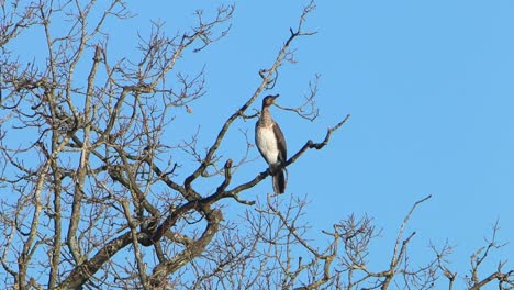 Ein-Kormoran,-Phalacrocorax-Carbo,-Thront-In-Einem-Kahlen-Baum