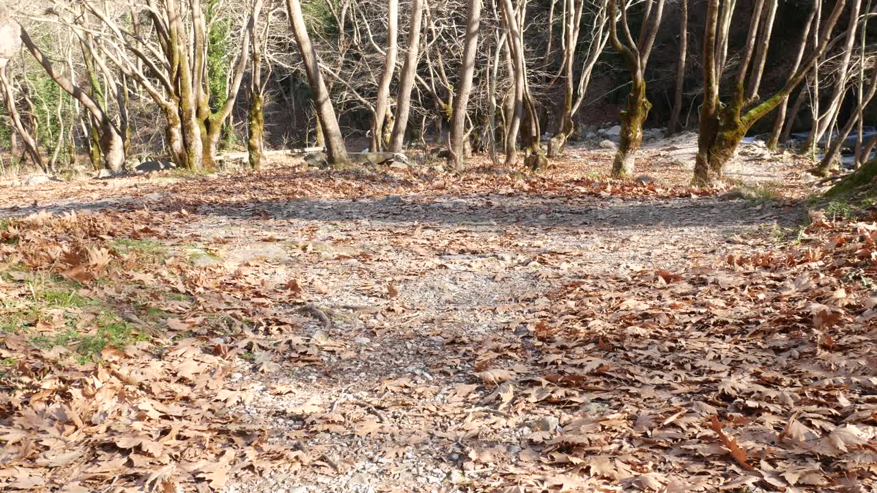 갈색 단풍에 바람이 분다