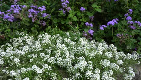 Beautiful-flowers-under-the-effect-of-the-sun