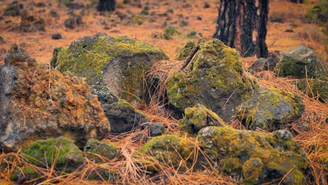 el suelo de un pinar con rocas cubiertas de musgo, también con líquenes