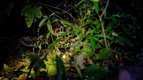 Visto-Parcialmente-Dentro-Del-Bosque-Mientras-La-Luz-Se-Aleja-De-Sus-Ojos-Mientras-Busca-Comida,-Gato-Leopardo,-Prionailurus-Bengalensis,-Tailandia