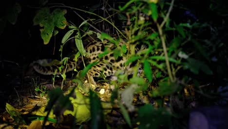 seen partially within the forest as the light flashes away from its eyes while it is hunting for food, leopard cat, prionailurus bengalensis, thailand
