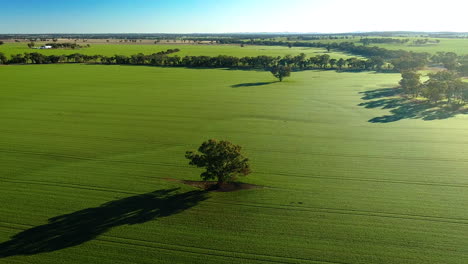 árbol-Solitario-En-Un-Exuberante-Prado-Verde