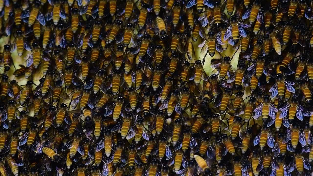 Giant Honey Bees are known to build large colonies of nest with symmetrical pockets made of wax for them to store honey as their food source