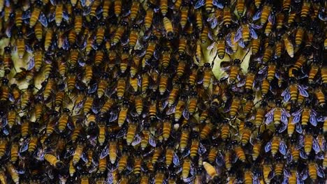 Se-Sabe-Que-Las-Abejas-Melíferas-Gigantes-Construyen-Grandes-Colonias-De-Nidos-Con-Bolsillos-Simétricos-Hechos-De-Cera-Para-Almacenar-Miel-Como-Fuente-De-Alimento.