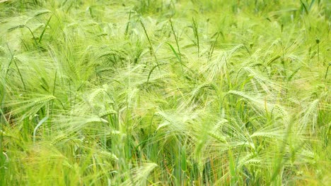 Weitwinkelaufnahme-Eines-Feldes-Von-Gerstenweizen,-Der-Im-Späten-Frühjahr-Wächst