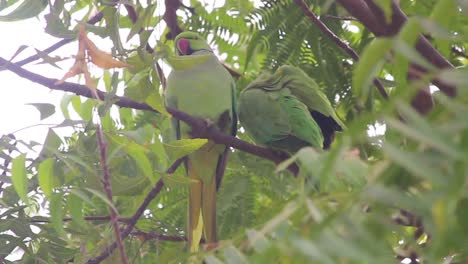 Hermosa-Pareja-De-Loros-Sentada-En-Una-Rama-De-árbol-Video-De-Archivo-I-Pareja-De-Loros-Video-De-Archivo