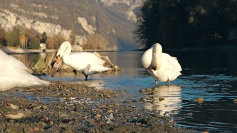 dos elegantes cisnes graciosamente vadeando en las aguas poco profundas del lago walensee, una escena serena de la naturaleza suiza en su máxima expresión, capturando la belleza de estas majestuosas aves en su hábitat natural.