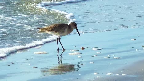 gaviota comiendo un cangrejo en la playa de st