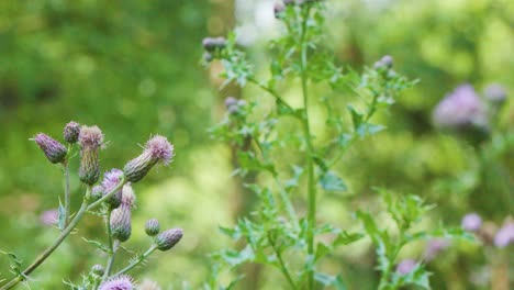 soft daylight illuminates thistle flowers as camera smoothly pans through lush wild meadow