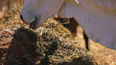 white cow eating hay and dry grass in ranch, close up shot