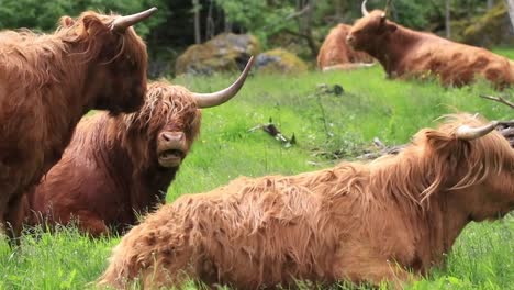 Beautiful-views-of-Long-Horn-cows-in-Norway-on-a-summers-day