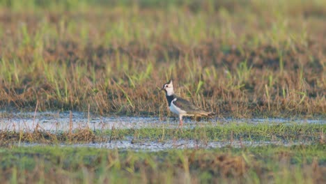 Lapwing-in-flooded-meadows-early-spring-calling-for-chicks