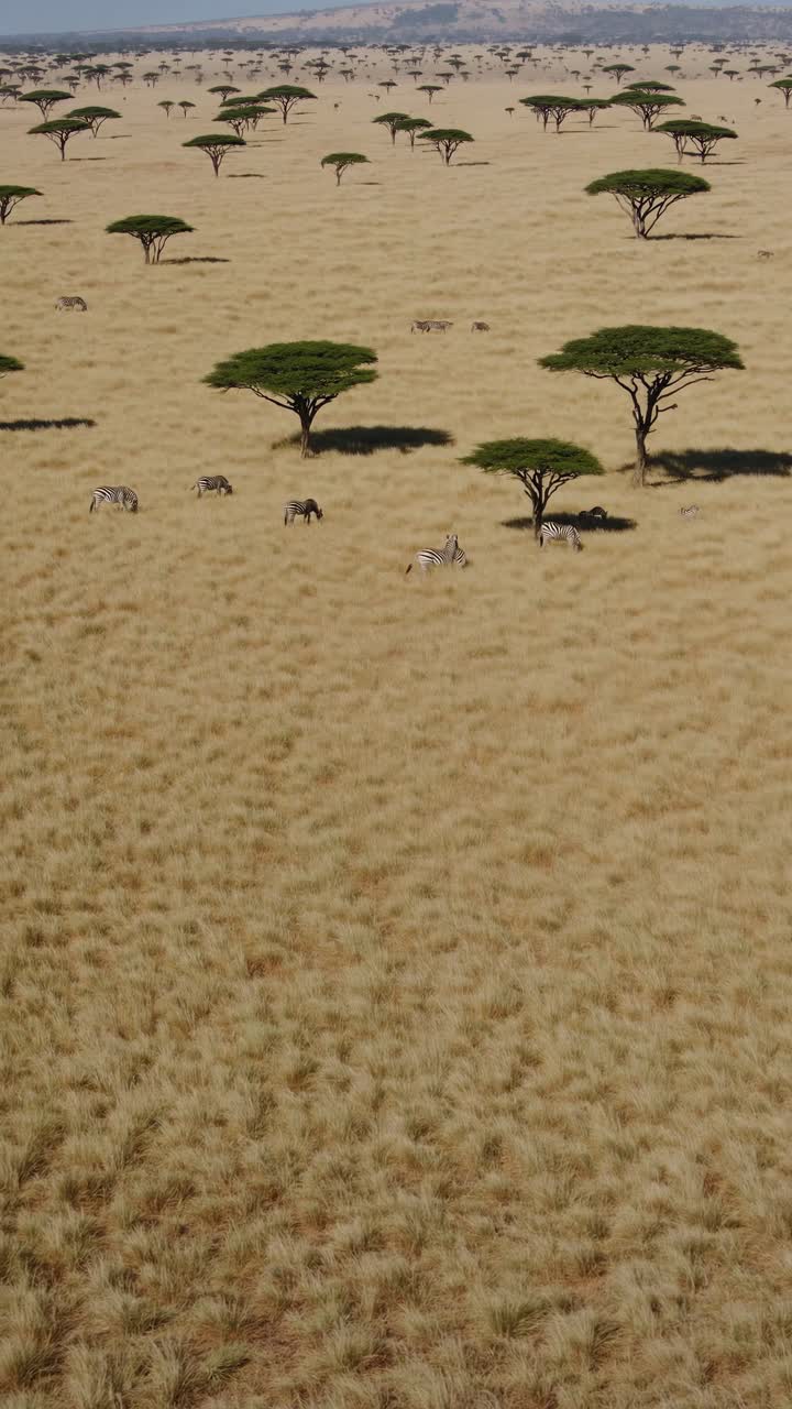 Aerial video view of a vast savannah landscape with scattered acacia trees and zebras grazing