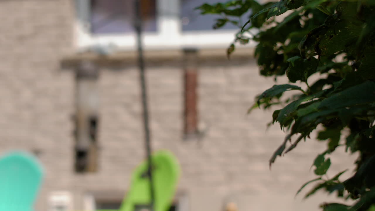 enfoque tirar del árbol al pájaro en el comedero de pájaros