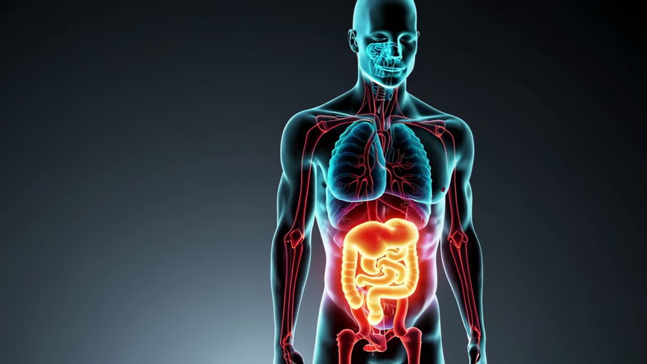 Transparent male silhouette revealing glowing human lungs and intestines, depicting interconnected respiratory and digestive systems against shadowy medical visualization backdrop
