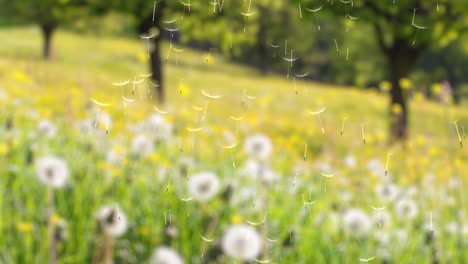 Dandelion Seeds Floating in a Field